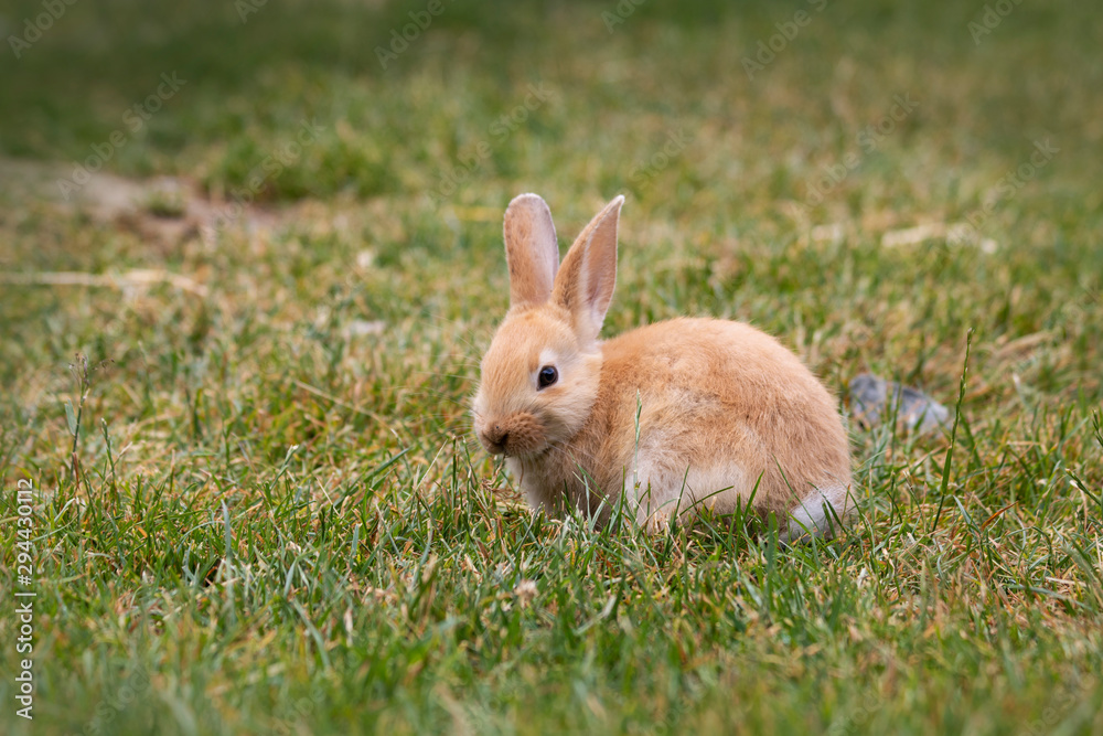 Small young hare enjoying the first warm sunny days in spring Small young hare enjoying the first warm sunny days in spring