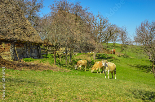 Cows grazing in front of a traditional house in Apuseni Mountains, Romania © Aron M  - Austria