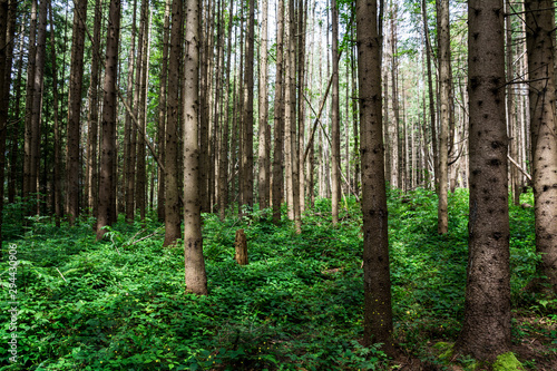 Forest with green undergrowth as background. Ukraine. Carpathians.