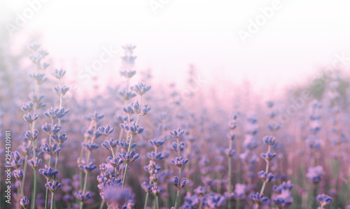 Fototapeta Naklejka Na Ścianę i Meble -  Lavender flowers in field