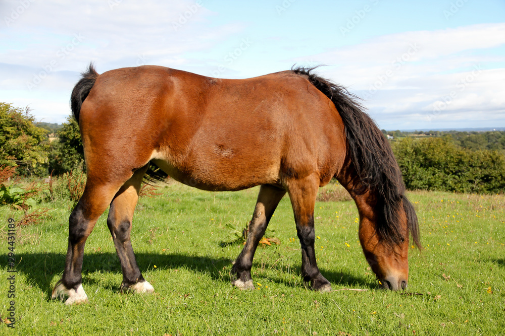 Fat bay pony eating grass in field increasing its risk of catching laminitus. Fat bay pony eating grass in field increasing its risk of catching laminitus.
