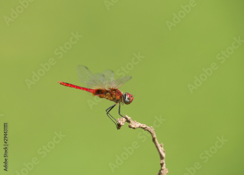 Red Dragonfly seen at Thane,Maharashtra,India