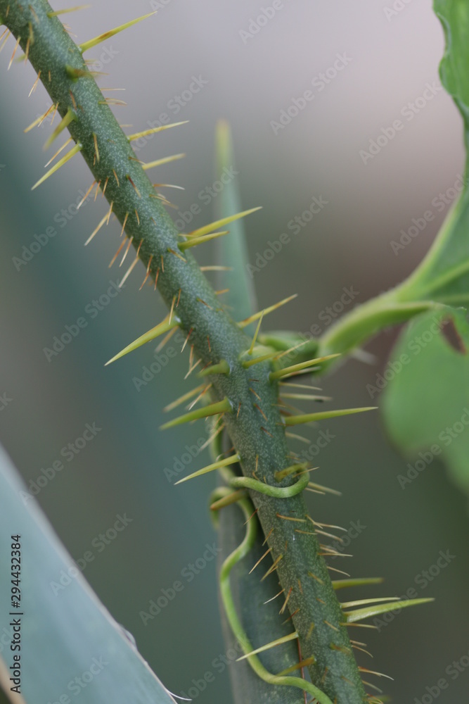 Naklejka premium strangle hold