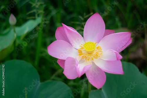 Pink lotus flower on the pond at sunrise