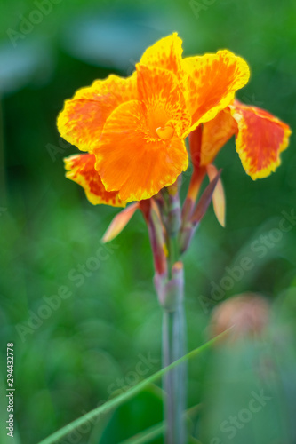 Beauty canna lilly flower in a tropical garden