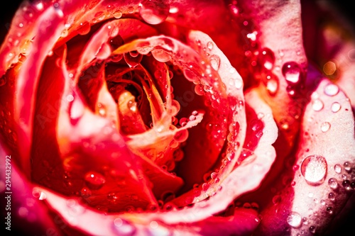 Closeup of colorful roses with drops of water, dark tone, selective focus 