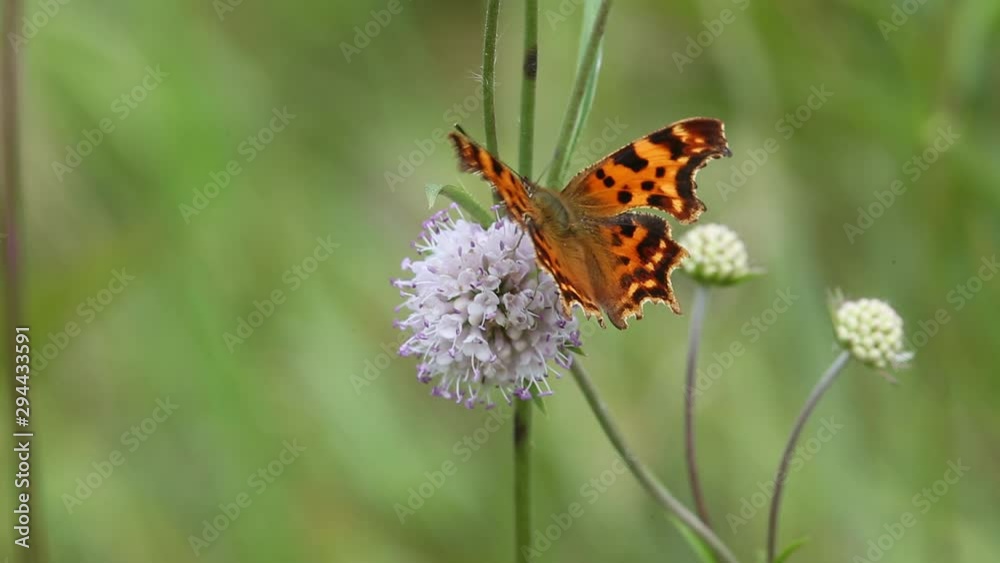 Butterfly Comma (Polygonia c-album) is on a purple flower Butterfly Comma (Polygonia c-album) is on a purple flower