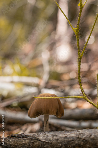 autumn mushroom