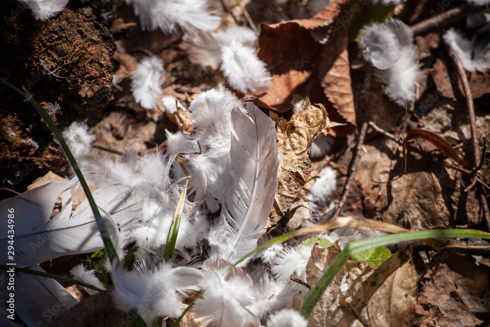 Feathers in the forest. White feathers from a bird. Background with feathers.