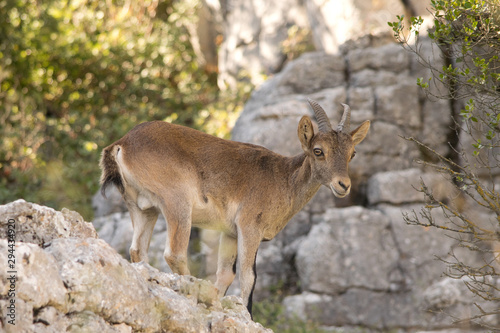 Iberian ibex in the wilderness. Spain.