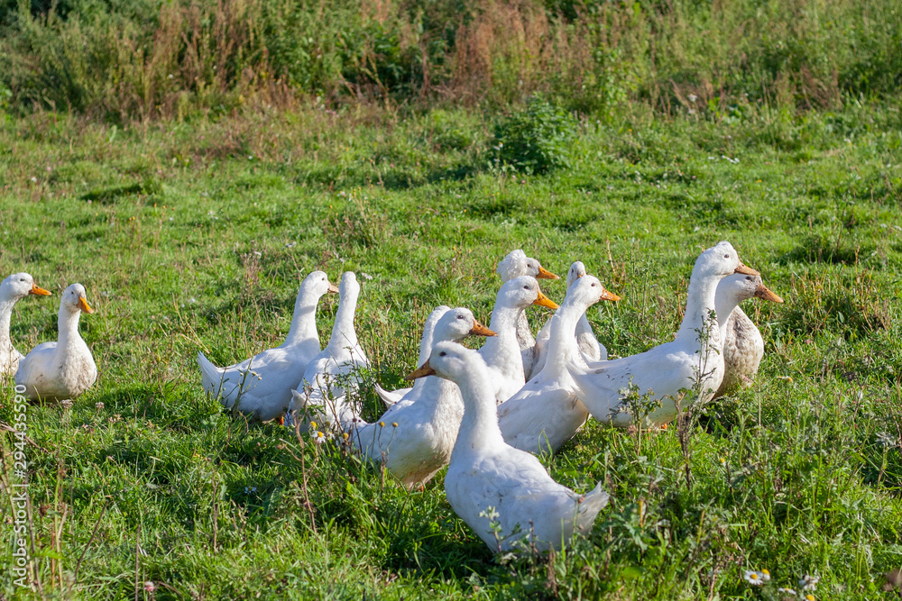 Geese on the farm. White birds in the countryside. Geese are walking on the lawn. Water birds which are used in cooking. Goose meat is delicious if the goose walks in nature. Geese on the farm. White birds in the countryside. Geese are walking on the lawn. Water birds which are used in cooking. Goose meat is delicious if the goose walks in nature.