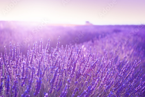 Blooming lavender fields at sunset in Provence, France. Beautiful summer nature background