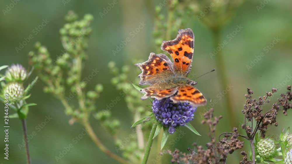 Butterfly Comma (Polygonia c-album) is on a purple flower Butterfly Comma (Polygonia c-album) is on a purple flower