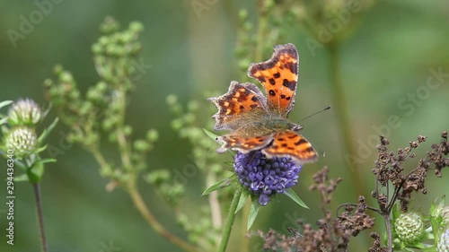 Butterfly Comma (Polygonia c-album) is on a purple flower photo