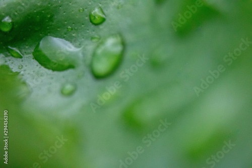 Detail of textures in nature, drops on green leaves