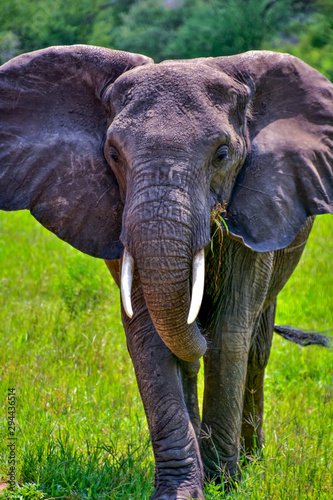 Canvas Print baobab and elephants