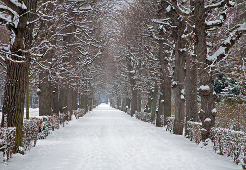 Vienna - live fence from gardens of Schonbrunn palace in winter photo