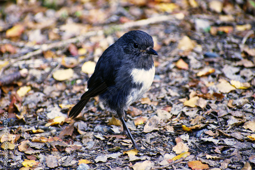 South Island robin, New Zealand endemic bird, (petroica australis)
