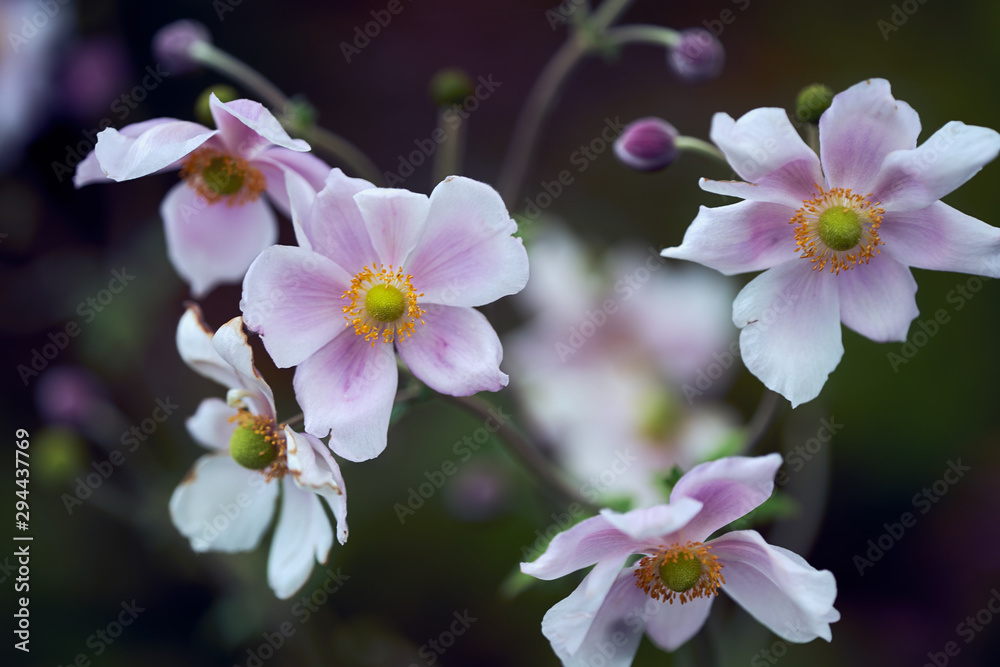 Japanese anemones in the autumn garden. Blurred background, close up Japanese anemones in the autumn garden. Blurred background, close up