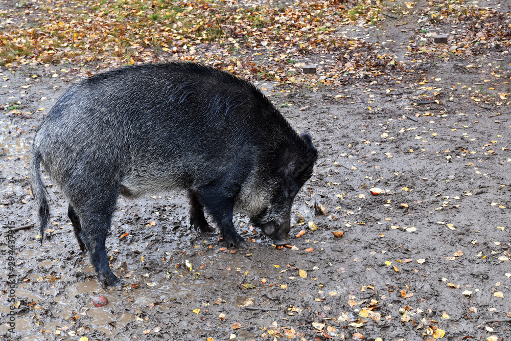 wild boars in the forest nursery wild boars in the forest nursery