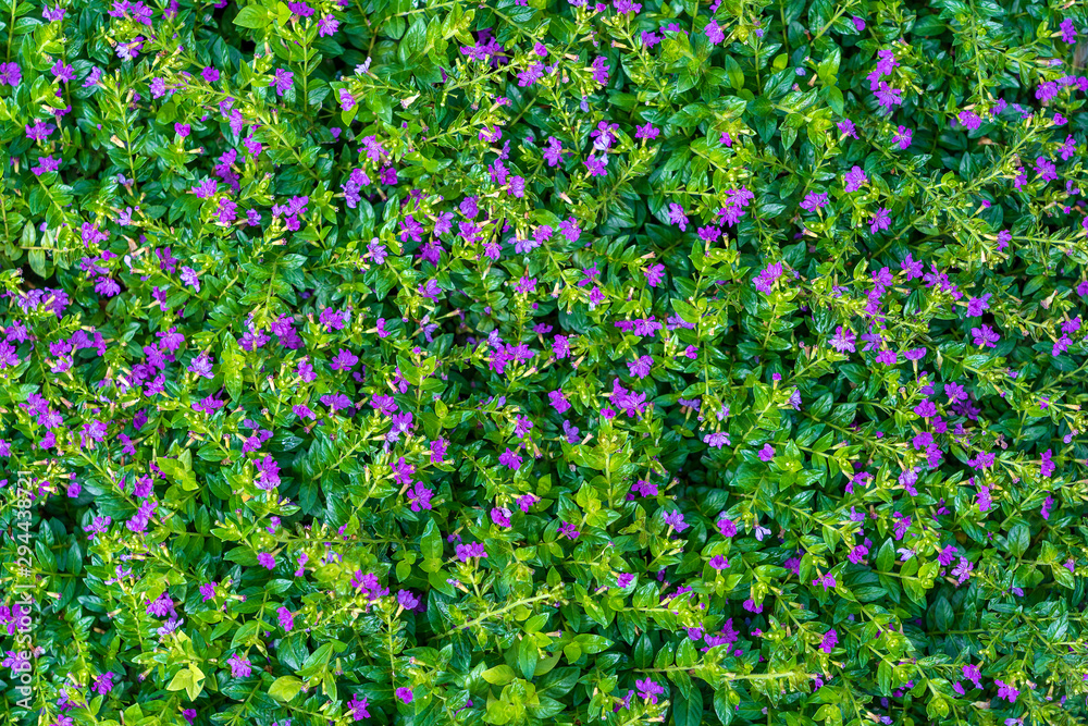 Beautiful purple flowers and green leaves in a tropical garden, closeup . Island Bali, Indonesia