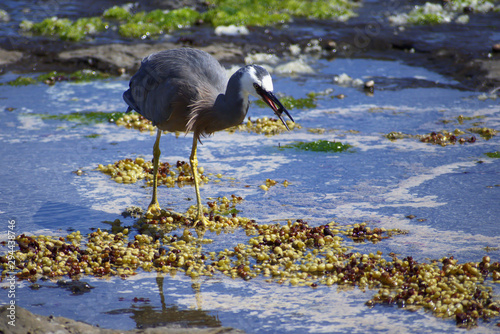 Australasian adult White Faced heron (Egretta Novaehollandiae) fishing for crab Curio bay, The Catlins, New Zealand