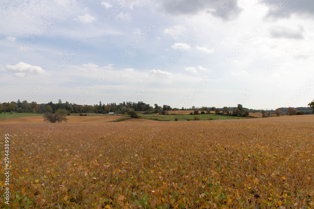 field of gold