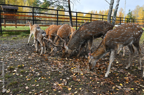 red spotted deer in a forest nursery