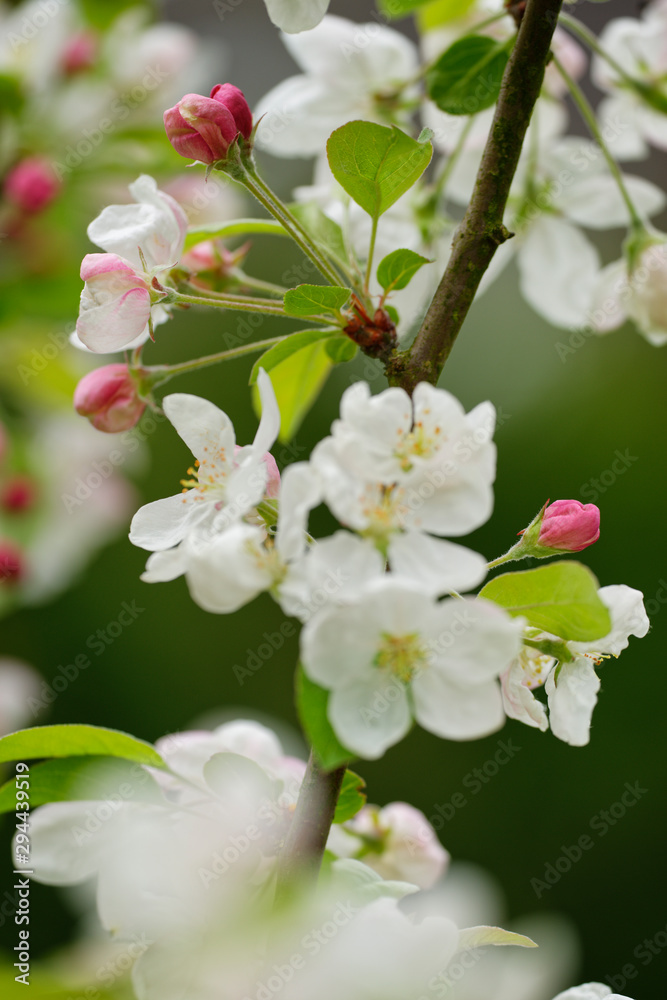 Obraz premium blühender Holzapfel