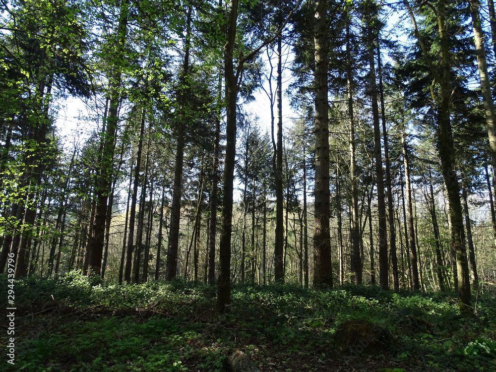 Dense forestry Dense forestry