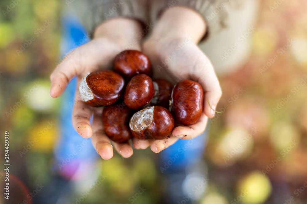 The hands of a child showing a handful of chestnuts The hands of a child showing a handful of chestnuts