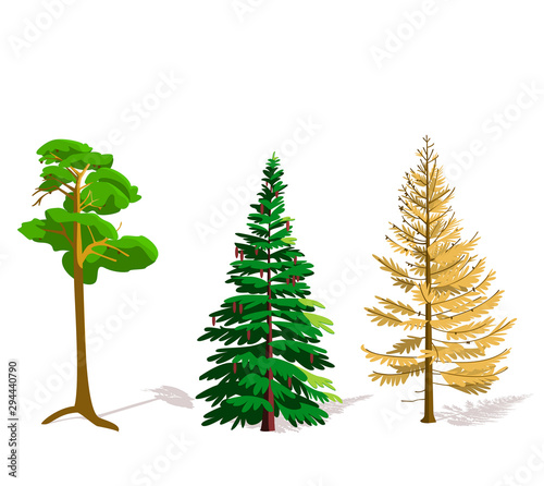 Coniferous trees pine, spruce, larch.