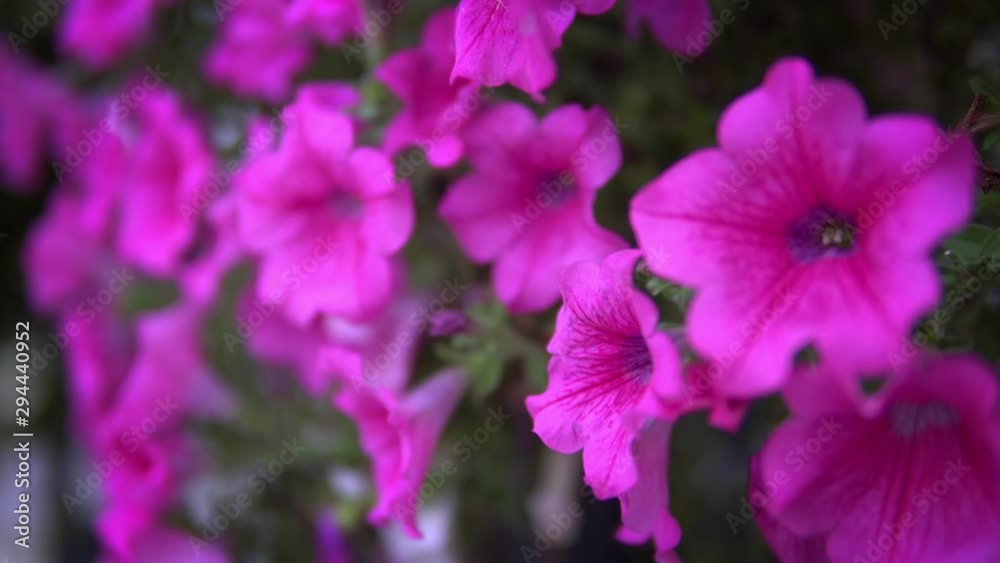 Beautiful petunia pink flowers in the garden balcony Beautiful petunia pink flowers in the garden balcony