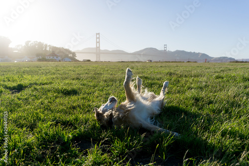 Dog is playing in front of Golden Gate Bridge
