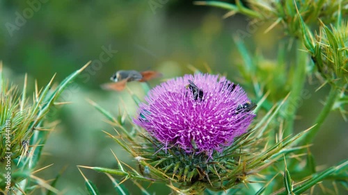 Bee collectin polen on silymarin flower photo