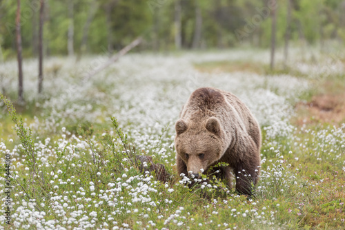 Brown bear  Ursus arctos  walking on a Finnish bog in the middle of the cotton grass