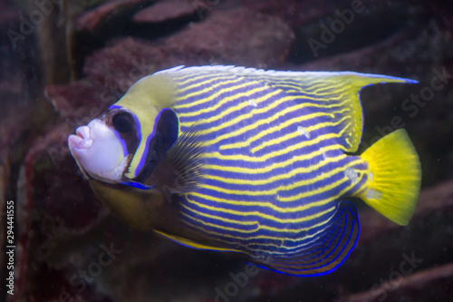 Bright beautiful ornamental fish angel Emperor, Pomacanthus imperator, on the background of the seabed. Marine life, fish.