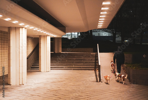 Walking with dogs in Helsinki