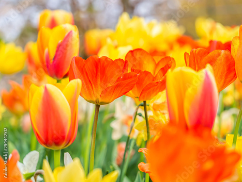 Closeup of vivid orange and yellow tulip flower in the field or meadow at the park or garden.