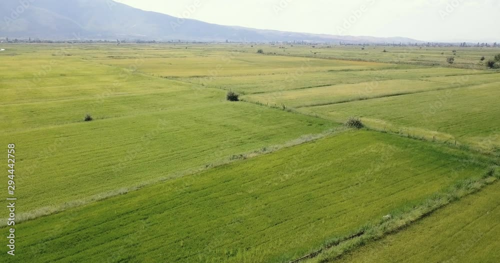 Aerial view from drone of green rice fields in countryside Aerial view from drone of green rice fields in countryside