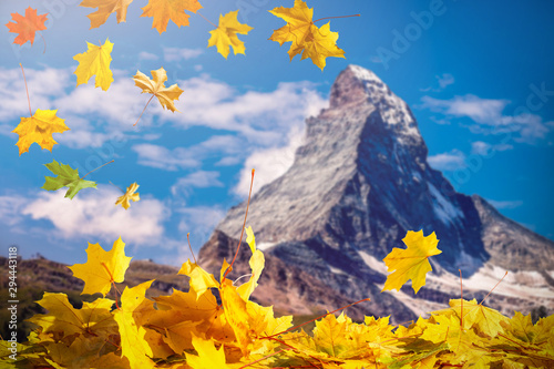 Falling autumn maple leaves natural background .Colorful foliage