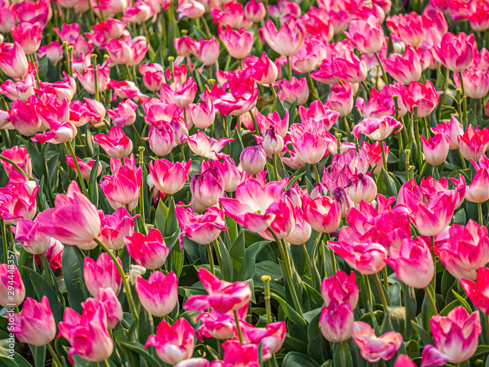 Abstract pink and white tulip flower pattern and background.