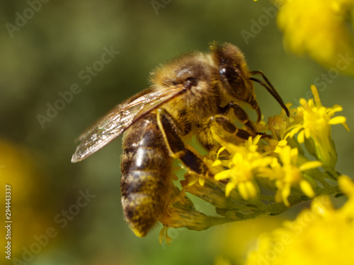 Pszczoła miodna (Apis mellifera) na kwiatach nawłoci pospolitej (Solidago virgaurea L.)