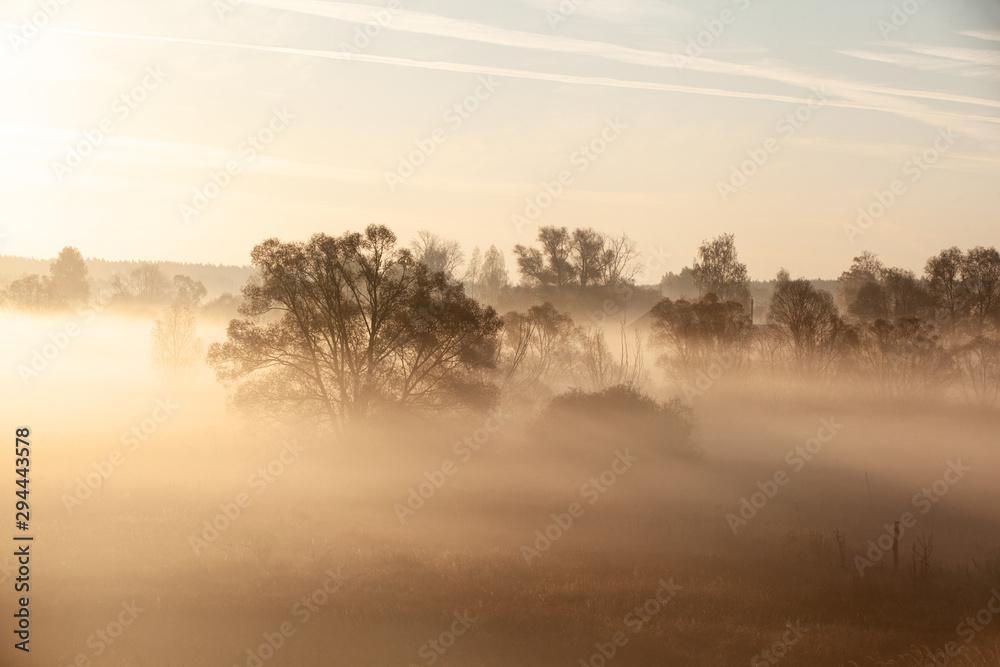 Misty forest landscape in the morning, Russia