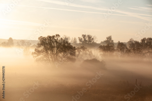 Fototapeta Naklejka Na Ścianę i Meble -  Misty forest landscape in the morning, Russia