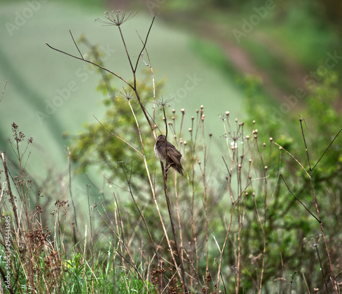  Młode  podloty Szpaka  zwyczajny (Sturnus vulgaris) ukrywają się wśród traw