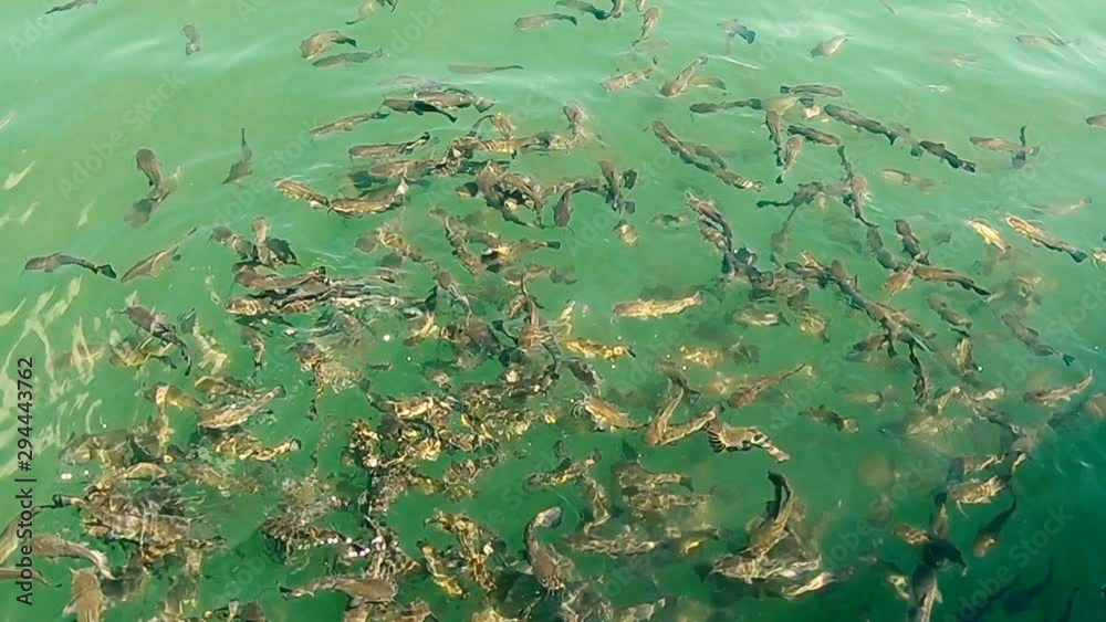 Shoal fishes in a pond with crystal clear water, slow motion Shoal fishes in a pond with crystal clear water, slow motion