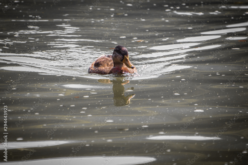 cute female mallard duck swimming on the lake towards camera