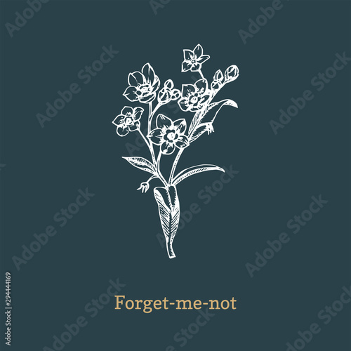 Forget Me Not vector illustration on dark background. Hand drawn sketch of Myosotis wild flower in engraving style.