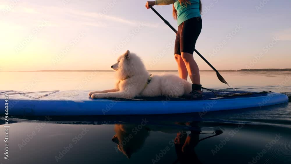 A dog lying on a sup board while a woman uses paddle.